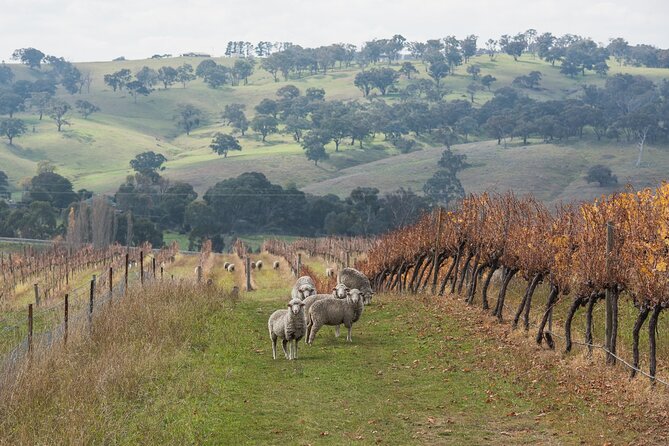 1 Hour Wine tasting at Ross Hill Wines in Orange NSW - What makes the personal service useful