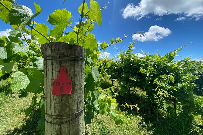 1 Hour Wine tasting at Ross Hill Wines in Orange NSW - Who will enjoy Ross Hill most