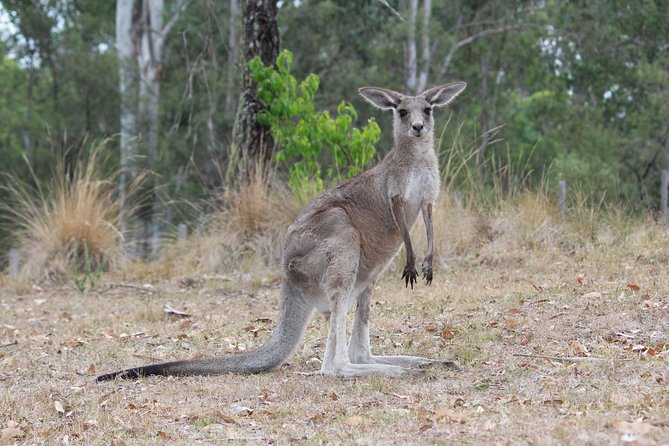 #1 Private Blue Mountains Tour by authentic story telling locals - Early pickup from Sydney or the Blue Mountains