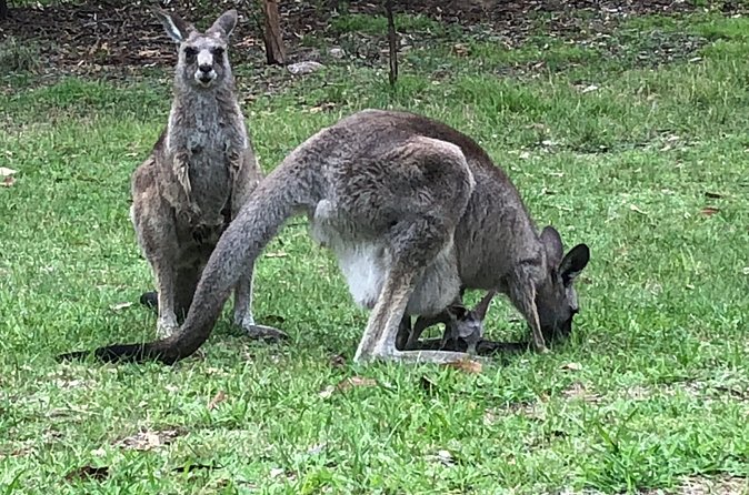 #1 Private Blue Mountains Tour by authentic story telling locals - Is $1,291.04 good value for your group?