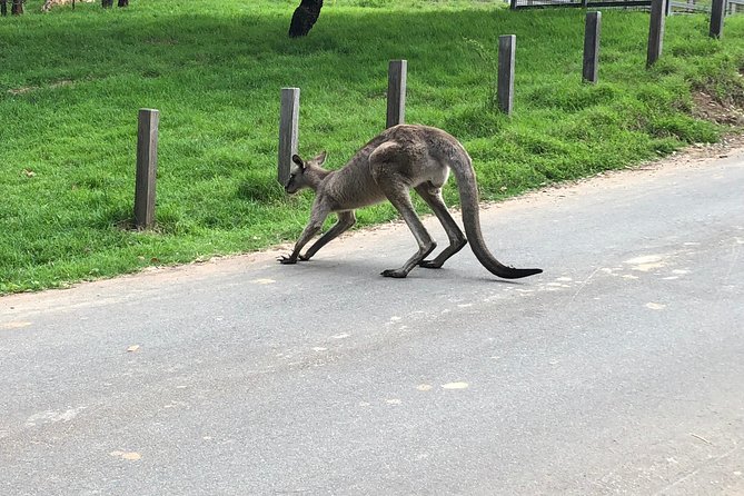 #1 Private Blue Mountains Tour by authentic story telling locals - Featherdale Wildlife Park: koalas, kangaroos, and more