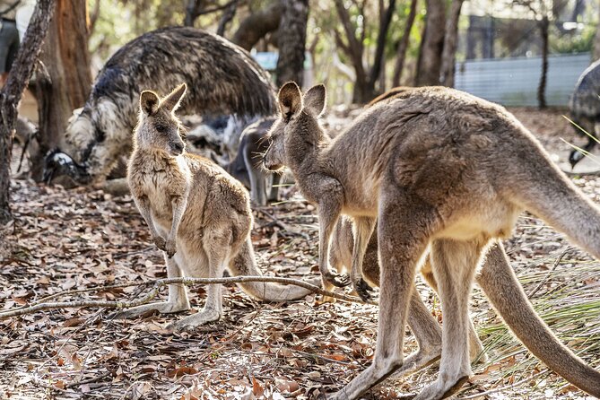 14 Day Tour from Sydney to Cairns Fraser Island and Whitsundays - Whitehaven Beach and the Whitsunday water day