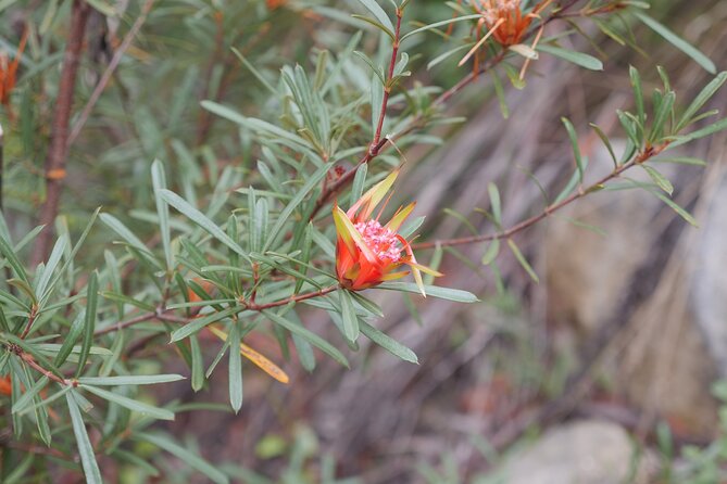 3 Day Scenic Tour of Blue Mountains from Sydney - Day three: cliff views, heritage rail, and colonial-era buildings