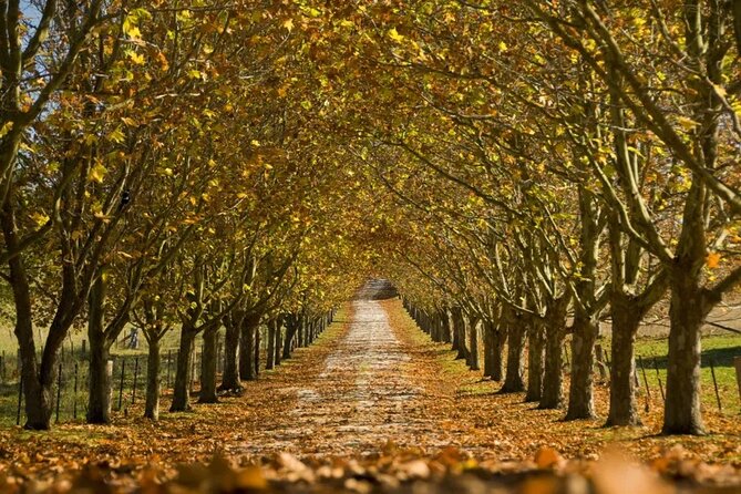A Day In The Vineyards || Luxury Private Winery Tour From Sydney - Bowral for a slower hour of browsing