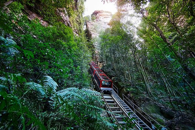 All Inclusive Blue Mountain,Scenic World,Lunch,Koalas,ferry - Koalas, Kangaroos, and the Wildlife Park Choice