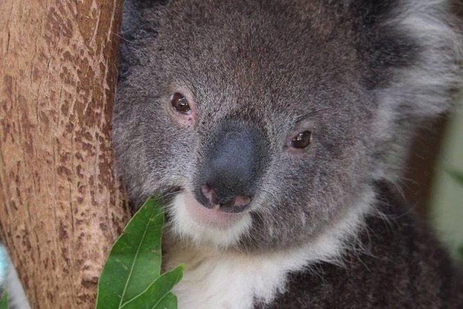 All Inclusive Blue Mountain,Scenic World,Lunch,Koalas,ferry - The Parramatta River Ferry Home