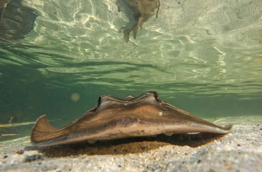 Anna Bay: Irukandji Entry + Coastal Currents Snorkel - What the Anna Bay experience actually is