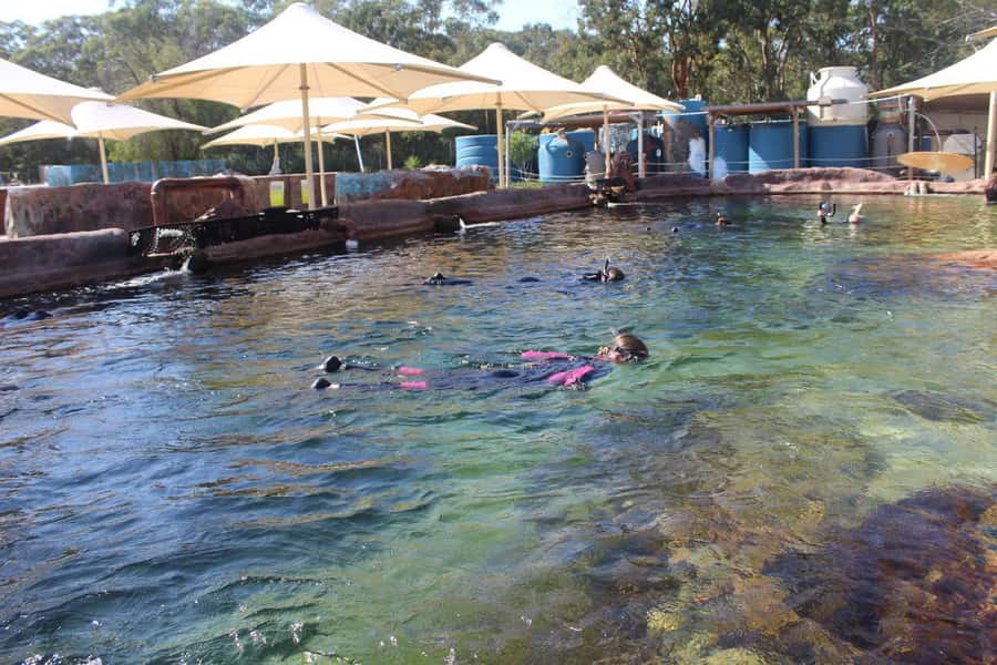 Anna Bay: Irukandji Entry + Coastal Currents Snorkel - Starting in the aquarium and shallow lagoons