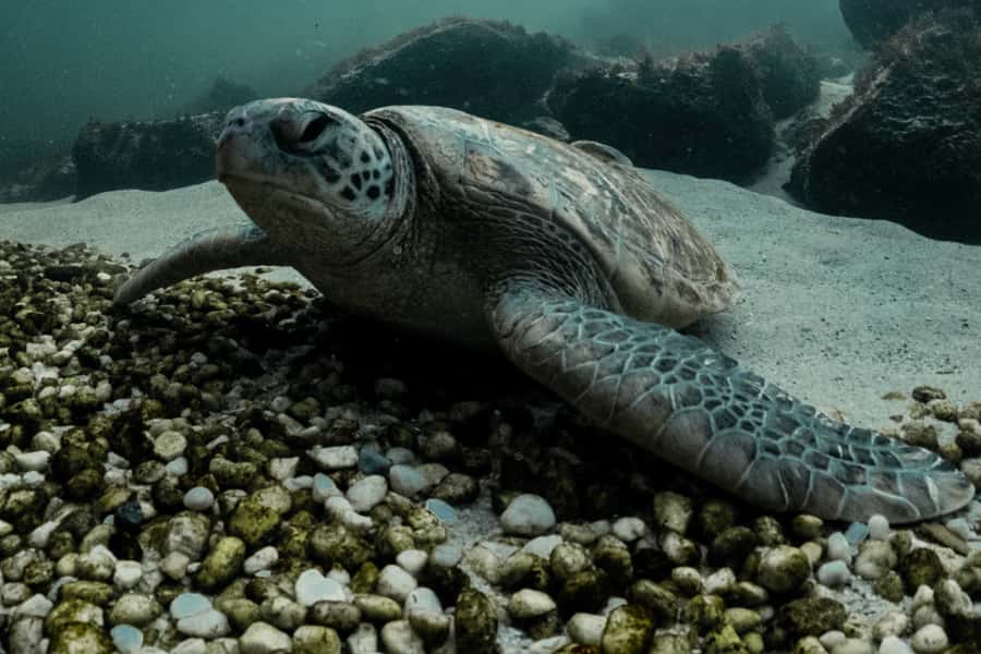 Anna Bay: Irukandji Entry + Coastal Currents Snorkel - The 30-minute snorkel in Fingill Lagoon