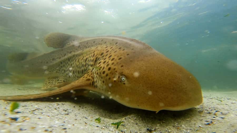 Anna Bay: Irukandji Entry with Zebra Shark Snorkel - Key details before you book