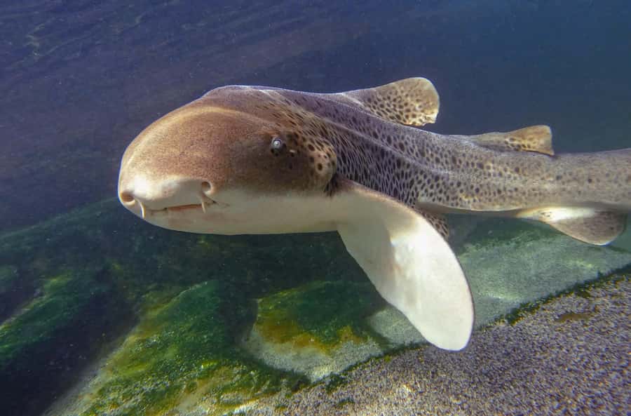 Anna Bay: Irukandji Entry with Zebra Shark Snorkel - Meeting the sharks at Irukandji in Anna Bay