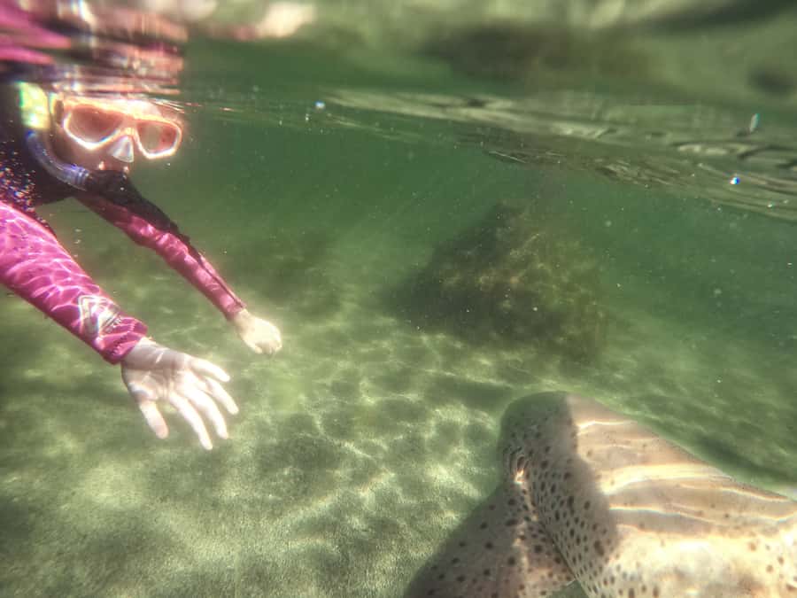 Anna Bay: Irukandji Entry with Zebra Shark Snorkel - Snorkeling with zebra sharks in the Tropical Lagoon
