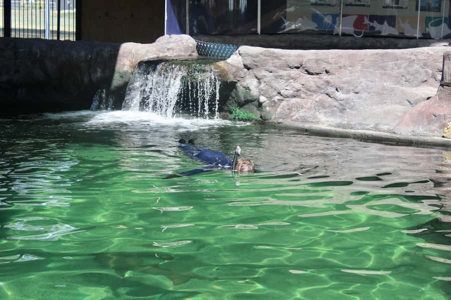 Anna Bay: Irukandji Entry with Zebra Shark Snorkel - Final recommendation: should you book it?