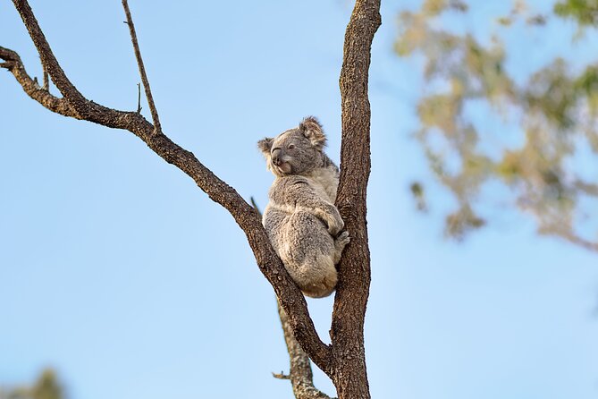 Australian Surfing and Camping Tours - Seal Rocks combines the best views with wildlife