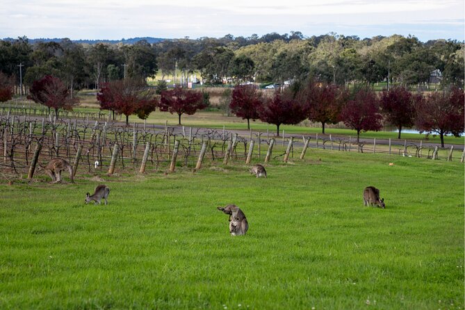 Award-Winning Hunter Valley Wine & Cheese Tour from Sydney - Who should book this tour