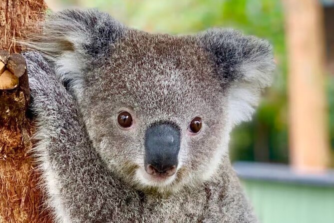 Baby Animals, Boomerangs and BBQ Lunch - Key details to know before booking