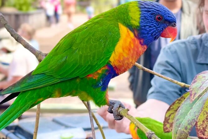 Baby Animals, Boomerangs and BBQ Lunch - Why this makes a good Sydney day trip