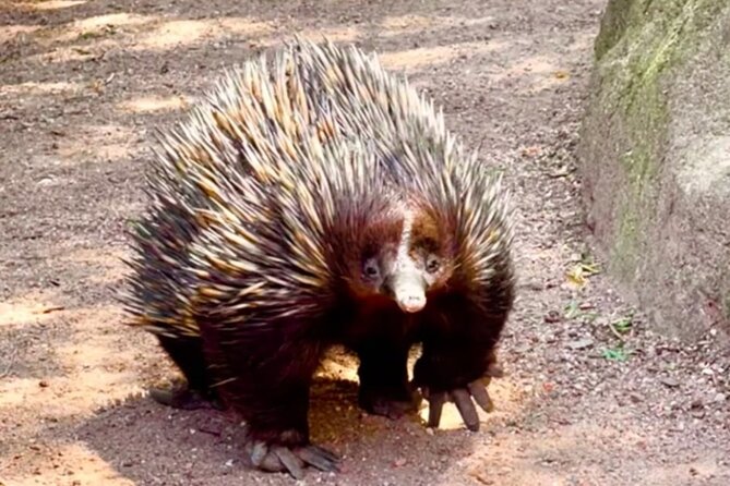 Baby Animals, Boomerangs and BBQ Lunch - Feeding kangaroos on foot