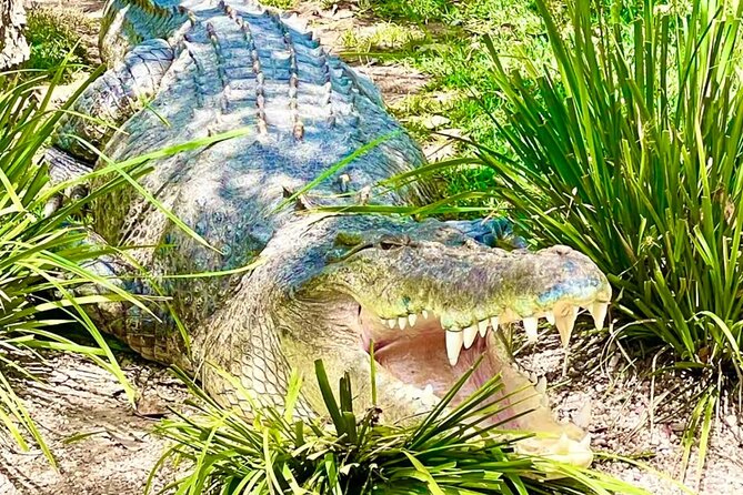 Baby Animals, Boomerangs and BBQ Lunch - The BBQ lunch is a major part of the value