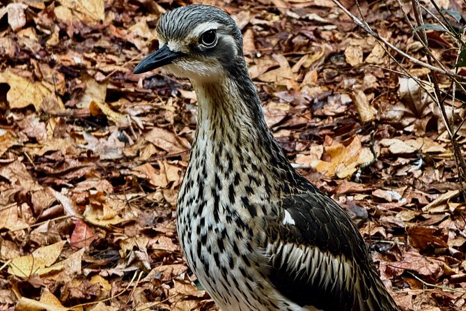 Baby Animals, Boomerangs and BBQ Lunch - What is included, and what is not