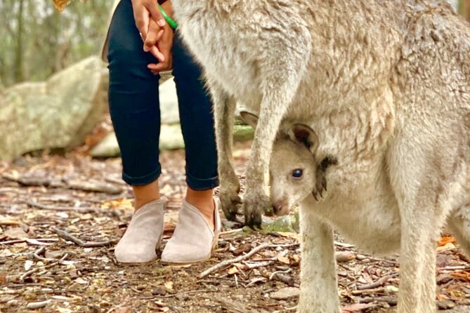 Baby Animals, Boomerangs and BBQ Lunch - Is $251.04 a fair price?