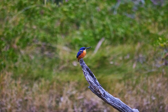 Bermagui River Kayak Tour - Mangroves, Eucalyptus Forest, and River Wildlife