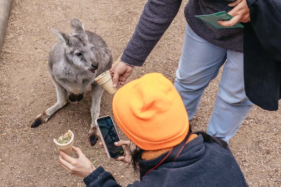 Blue Mountain Small Group Scenic World, Wildlife, Waterfall - How the guides shape the day