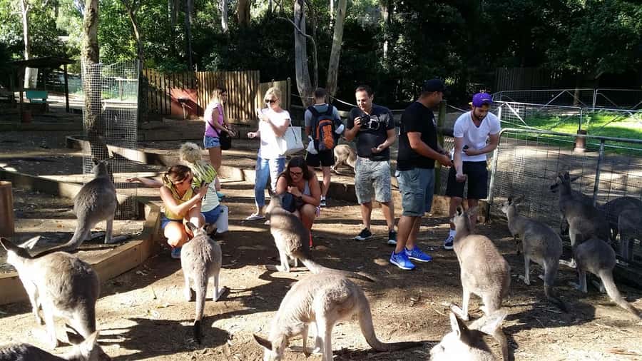 Blue Mountains: Aboriginal Experience Day Tour from Sydney - Featherdale Wildlife Park before the mountains