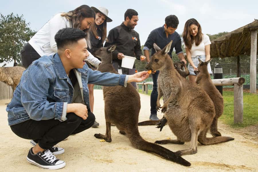 Blue Mountains Adventure: Scenic World, Zoo & Koala Photo - Is $144 good value?
