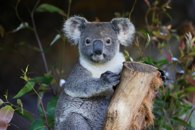 Blue Mountains All-inclusive Tour with Scenic World & Lunch - Key points to know before booking