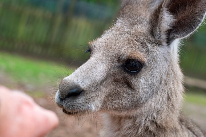 Blue Mountains Big Day Out - Private Tour - Why this private Blue Mountains day feels different