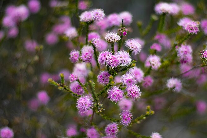 Blue Mountains Big Day Out - Private Tour - Leura for cafes and a slower village stop