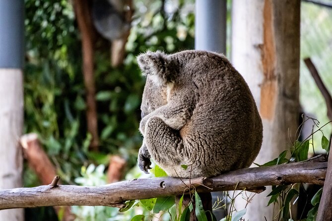 Blue Mountains Day Tour from Sydney - Key points to know