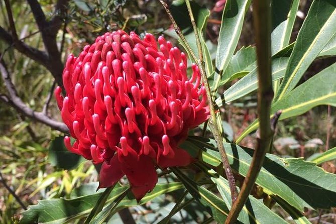 Blue Mountains Day Tour Including Parramatta River Cruise - Leura gives you lunch and a little breathing room