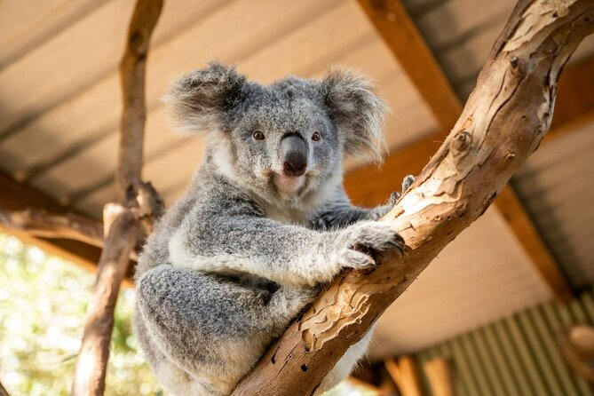 Blue Mountains Day Tour -Scenic World, Koalas & Roos (15 ppl LUX) - Key points at a glance