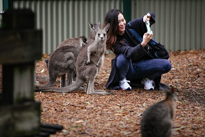 Blue Mountains Day Tour with Scenic World and Wildlife Park Entry - Scenic World: three rides, one tight schedule
