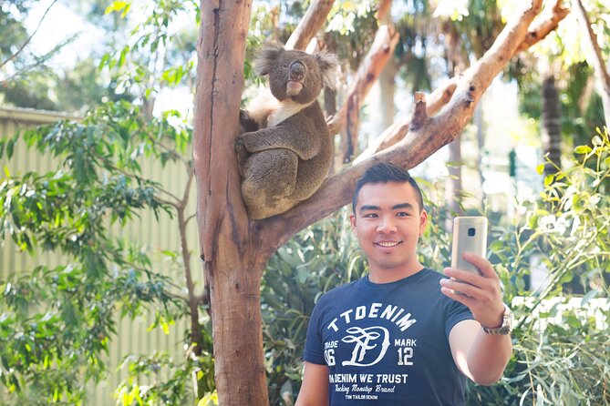 Blue Mountains Day Tour with Wildlife, Walks and Scenic World - The Three Sisters is the essential postcard stop