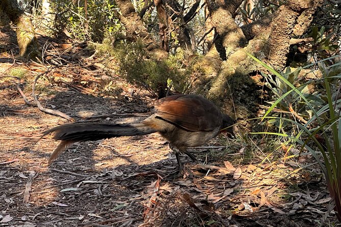 Blue Mountains Full Day Guided Tour - Waterfalls, rainforest, and native plants