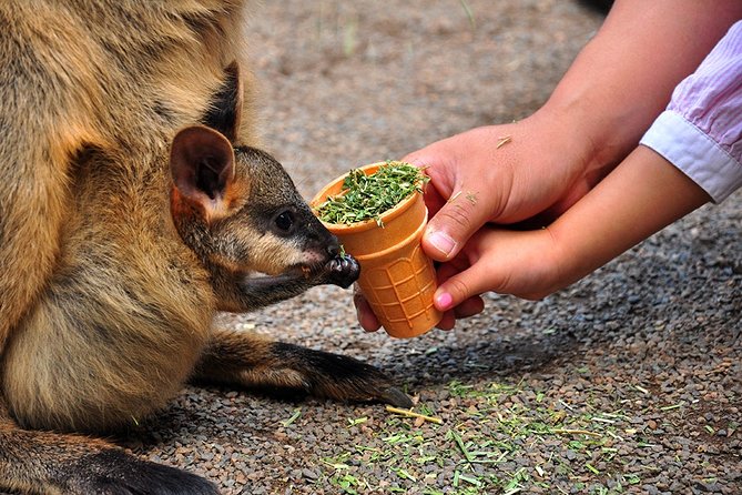 Blue Mountains Highlights, Wildlife Park and Scenic World Full Day Private Tour - Why this tour covers so much of the Blue Mountains