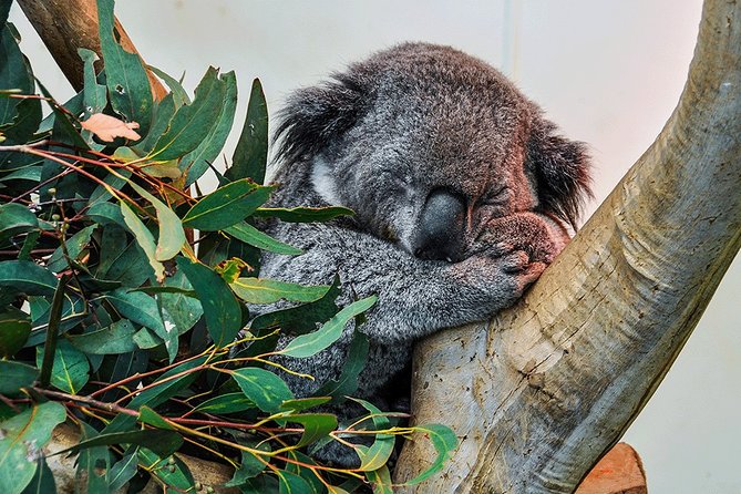 Blue Mountains Highlights, Wildlife Park and Scenic World Full Day Private Tour - Scenic World and the famous railway