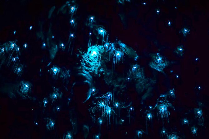 Blue Mountains Hiking Glow worms Cave Wildlife Spotlighting Night Adventure - A quiet pause beneath the glowworms
