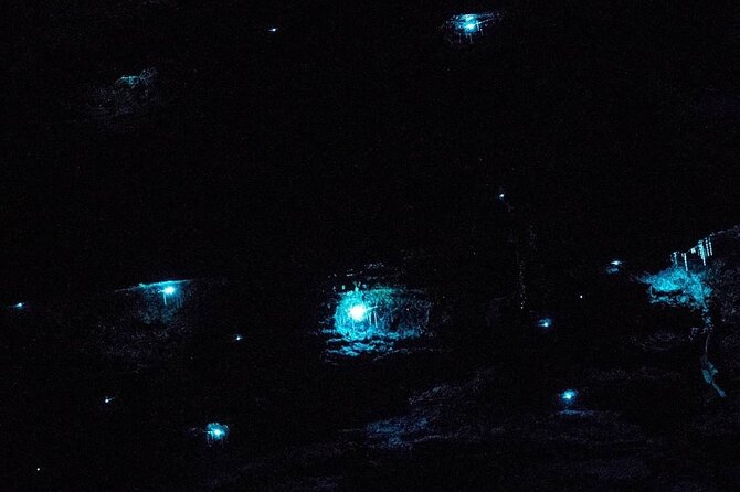 Blue Mountains Hiking Glow worms Cave Wildlife Spotlighting Night Adventure - Entering the bush with a red-light headlamp