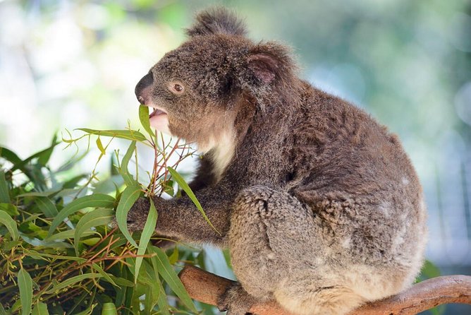 Blue Mountains | Koalas, Kangaroos & Bondi Beach Private Tour - Finishing at Bondi Beach