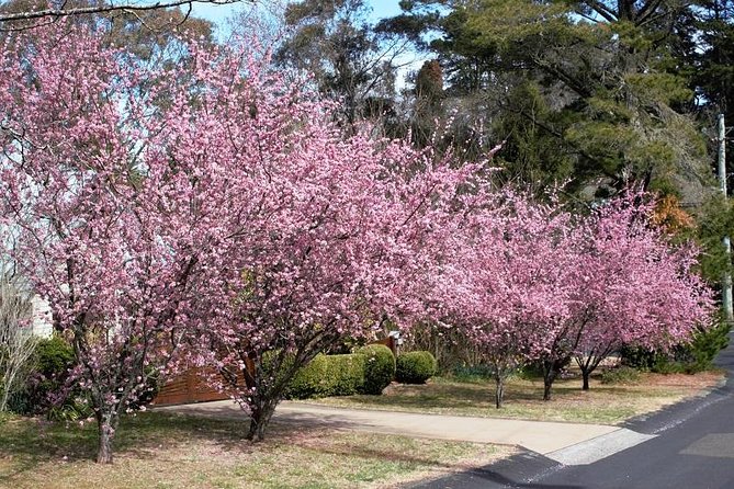 Blue Mountains Private Tour - Leura, Wentworth Falls, and a gentler option