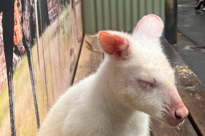 Blue Mountains Private Tour (Featherdale & Scenic World optional) - Featherdale: a practical introduction to Australian wildlife