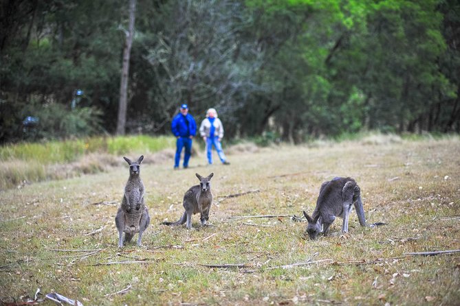 Blue Mountains Private Tour from Sydney - Scenic World: railway, cable cars, and rainforest