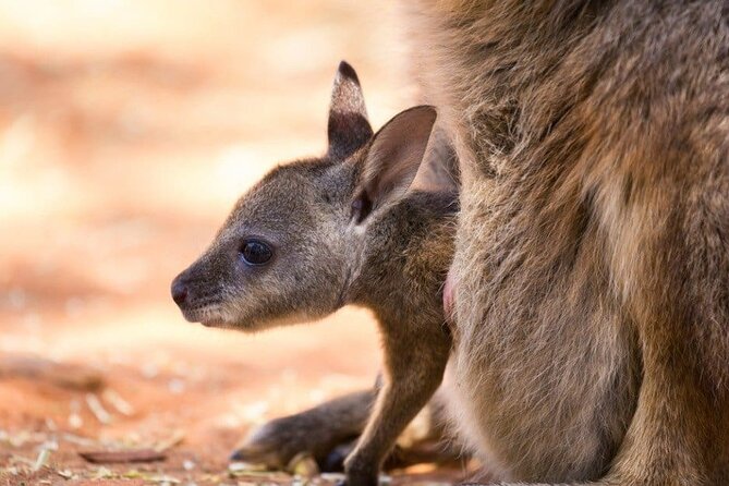 Blue Mountains Private Tour | Koala, Kangaroo, & Waterfalls Day - Scenic World: the biggest optional expense