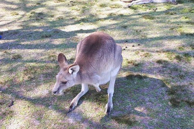 Blue Mountains Private Tour with Kangaroo and Koala Experience - Featherdale: the family highlight