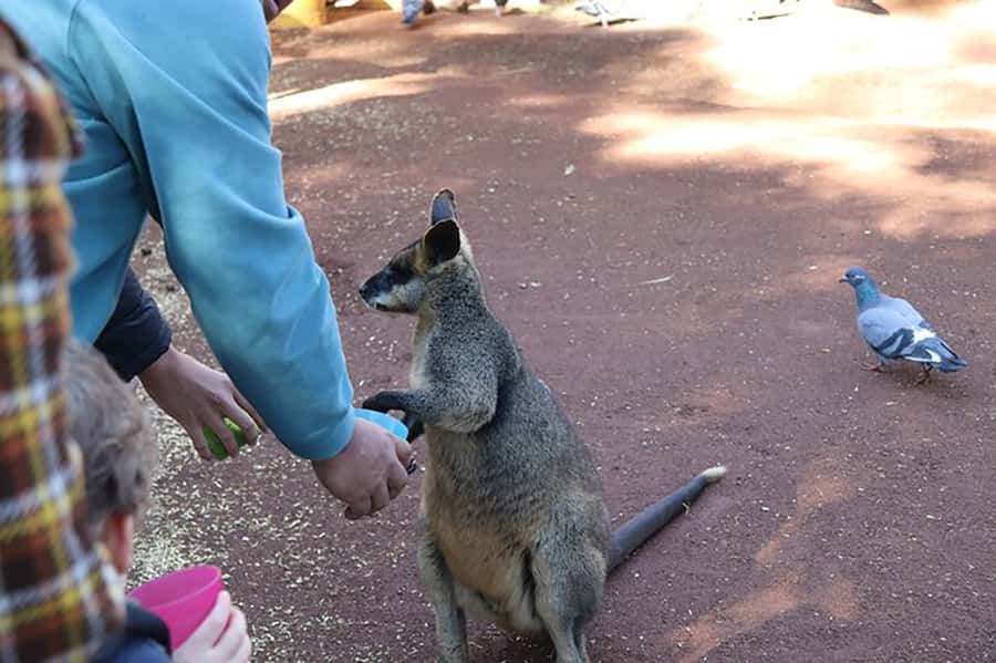 Blue Mountains: Private Tour with Wildlife and River Cruise - Wildlife first at Featherdale