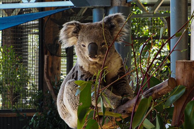 Blue Mountains Small Group Tour with Lunch, Zoo and Scenic World - Scenic World: the most active part of the afternoon